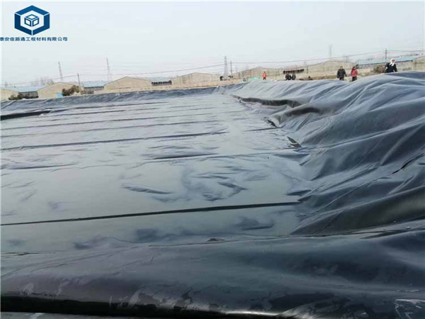 ����������Ĥ